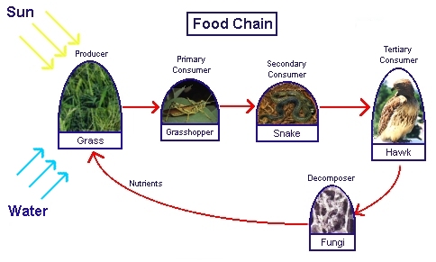 snow leopard food chain