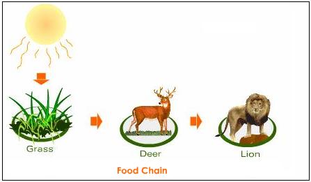 desert foodchain