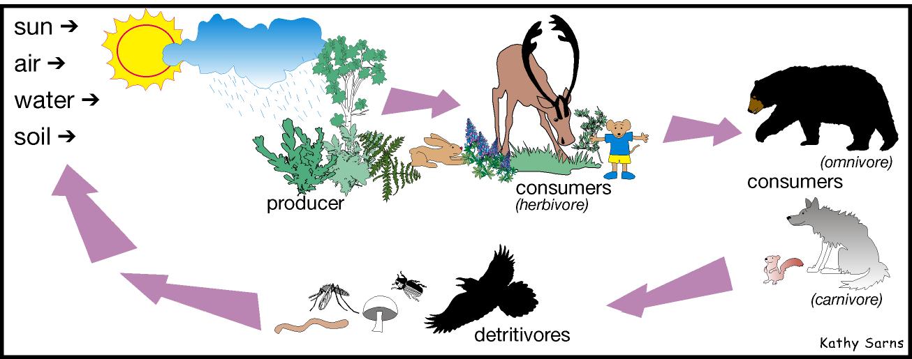 next link in food chains 