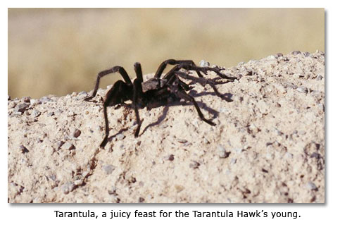 desert food chain k12 part 4
