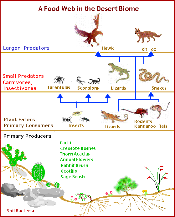 hot desert food chain e