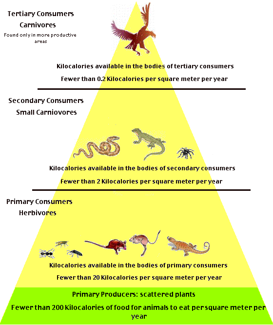 food pyramid for hot desert
