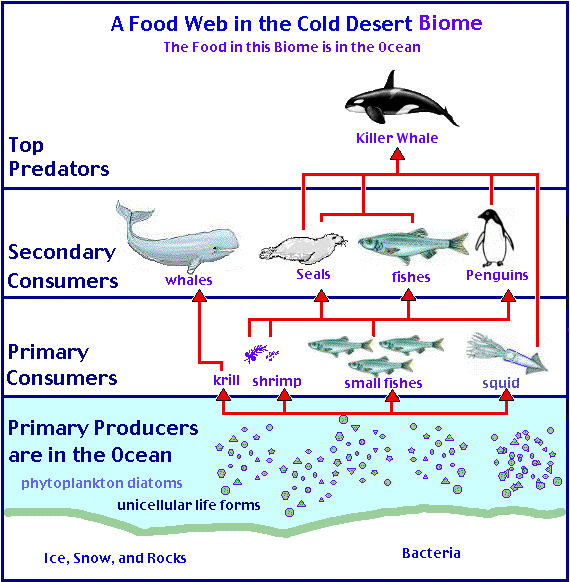antarctica food chain