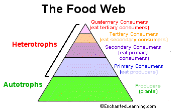food web numbers of organisms 